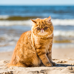 Cat Services in Jupiter