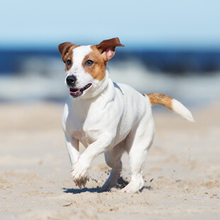 Dog Services in Jupiter