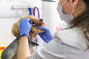 Pet Dental Care in Jupiter