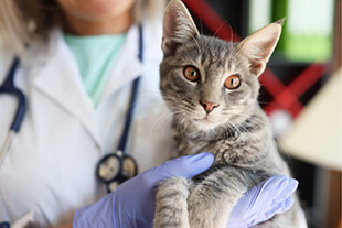 Pet Surgery in Jupiter