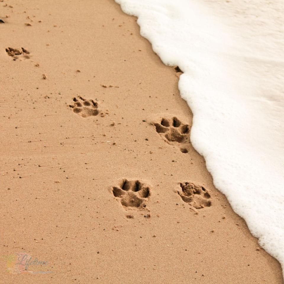 A Pet Friendly Guide to Jupiter Florida