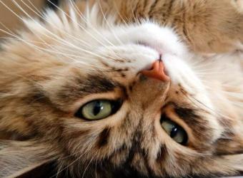 National Cat Health Month: Ensuring Your Feline Has a Long, Fulfilling Life